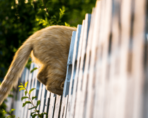 cat over fence2